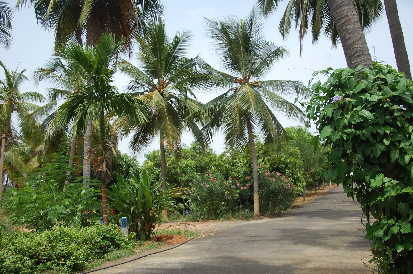 Star Holiday Resort – Alanganallur